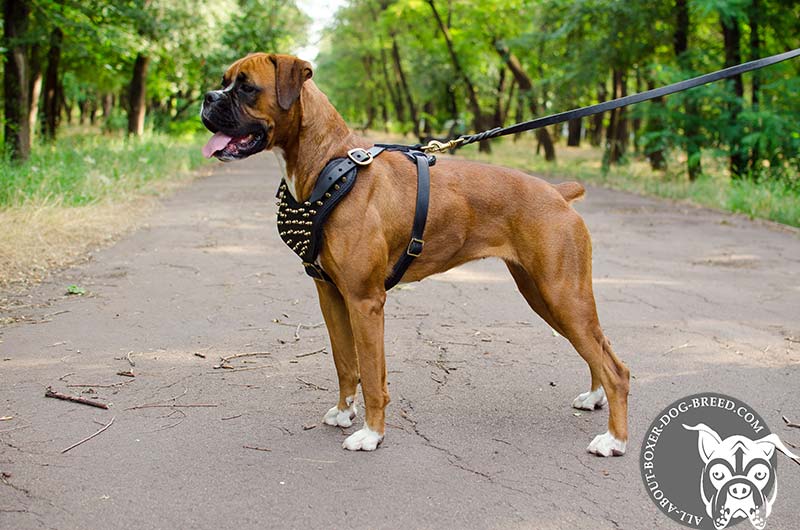 Fantastic Spiked leather Boxer Harness H9B 1035 Spiked Dog