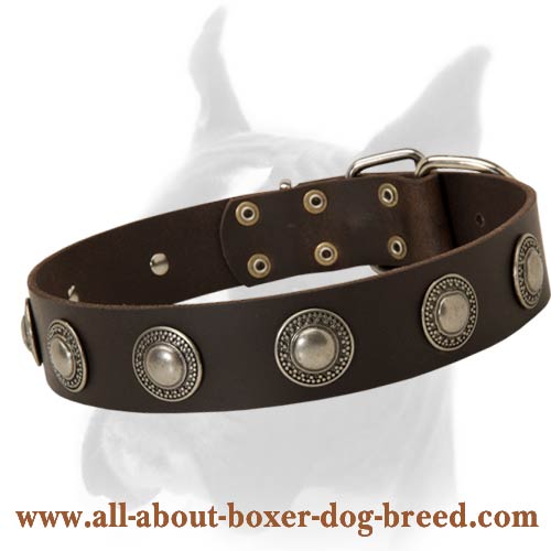 Wide Leather Buckle Collar with Exquisite Silver Plated Conchos for Boxer
