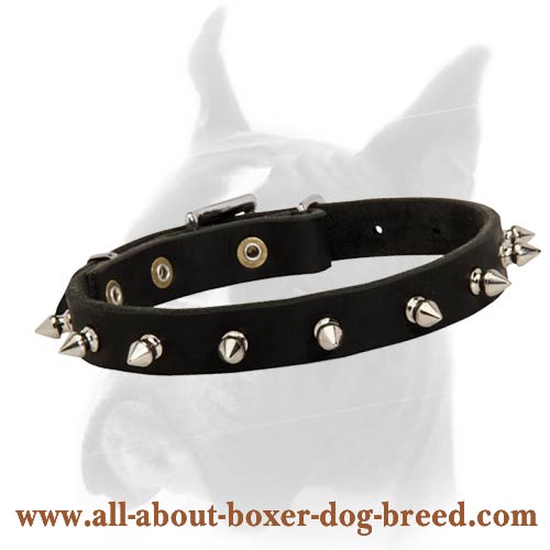A Perfect Spiked Leather Collar for Boxer