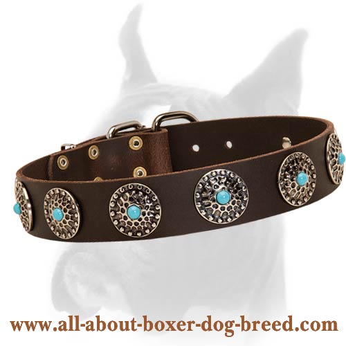 Wide Leather Buckle Collar for Boxer with Vintage Style Plates