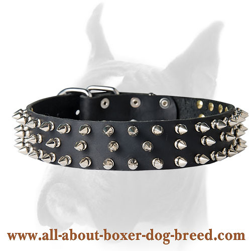 Extraordinary spiked leather collar for Boxer
