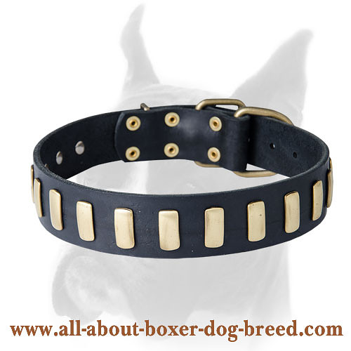 Stylish leather Boxer collar with plates for everyday walking and training