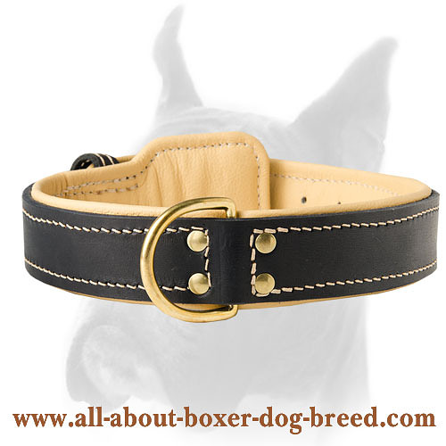 Excellent leather collar for Boxer