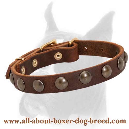 Lovely leather Boxer collar with brass studs