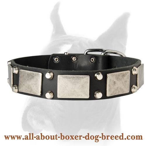 Designer Dog Collar for Happy Walking and Training your Boxer