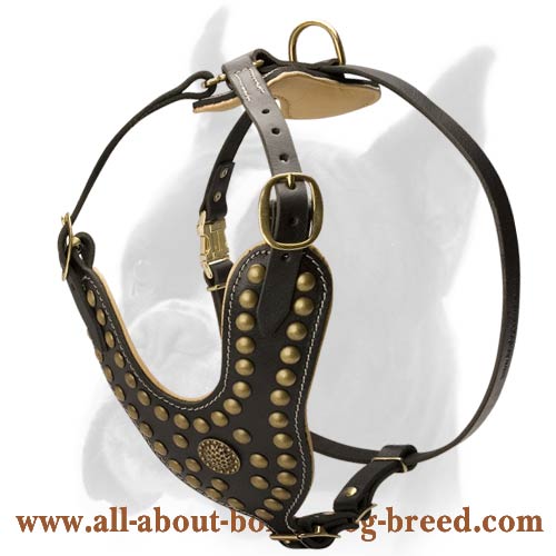 Leather Boxer Dog harness with extraordinary decoration