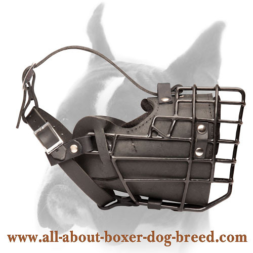 Comfortable winter ware cage muzzle for Boxer
