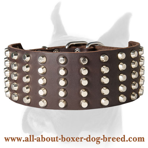 Leather decorated dog collar for Boxer