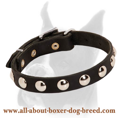 Elegant Boxer collar for walking and training