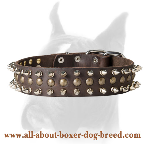 Marvelous leather decorated collar for Boxer