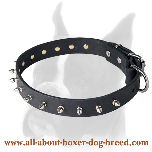 Spiked leather collar for Boxer