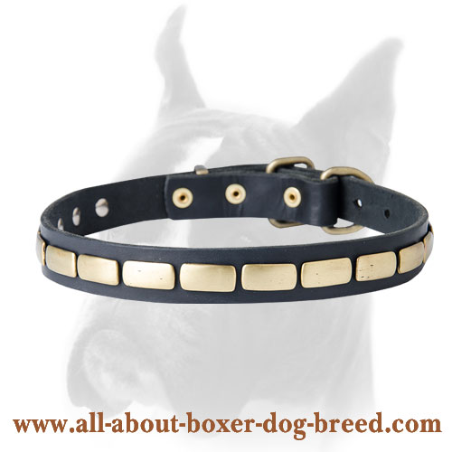 Wonderful leather Boxer collar with plates