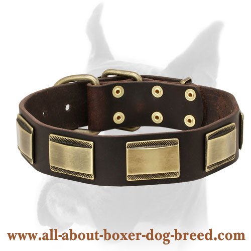 Extraordinary Leather Collar With Brass Plates For Boxer
