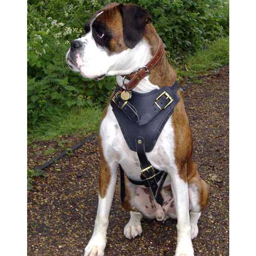 Agitation / Attack Leather Dog Harness Perfect For your Boxer
