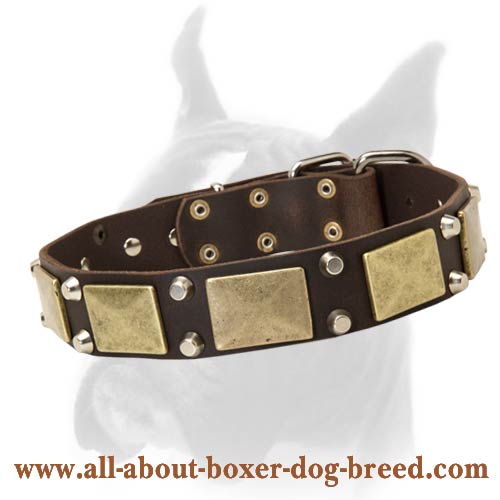 Medieval Adventure. Stylish Wide Leather Collar with Massive Brass Plates for Boxer
