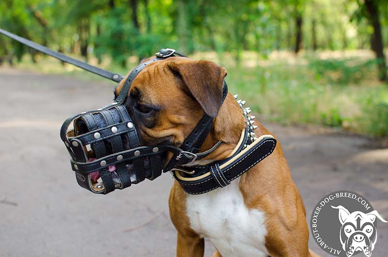Top Notch Basketlike Leather Muzzle for Boxer Dog [M41R1035 Nappa Padded Leather Muzzle