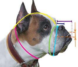 How to
measure your Boxer dog