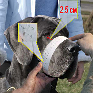 How to measure your dog's muzzle circumference