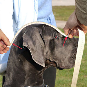 Measure your dog properly