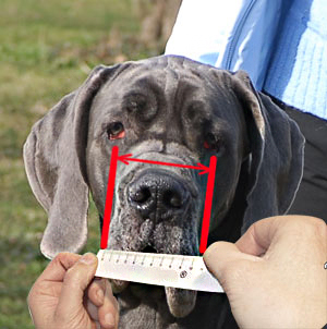 Measure your Shepherd's snout