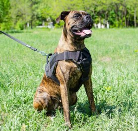 Boxer dog harness deals