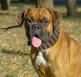 How to Choose a Dog Collar