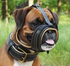 Measure your Boxer for the correct muzzle size